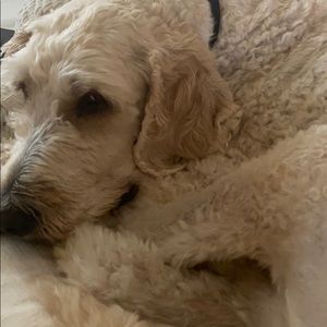 Meet your Posher, Tinley